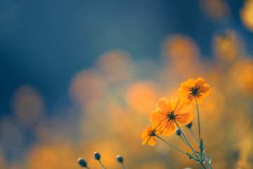 大海里都有哪些动物？