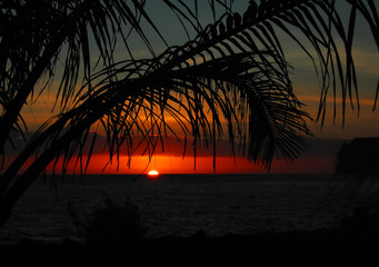 鲜花手抄报资料