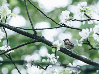 《桂林山水》的作者是谁啊？